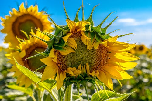 Foto profissional grátis de agricultura, amarelo, área