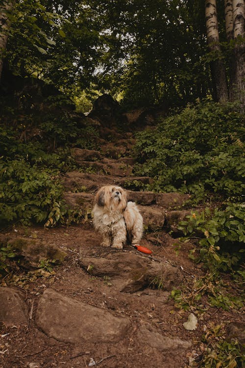 Imagine de stoc gratuită din animal de casă, arbori, câine