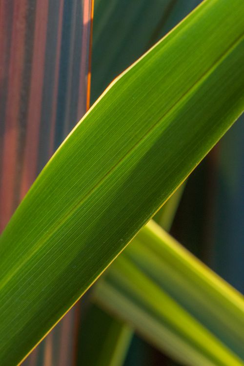 Free Detailed close-up of intersecting green tropical leaves, showcasing natural textures. Stock Photo