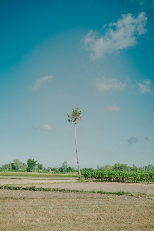 Lone High Palm Tree Standing in a Field
