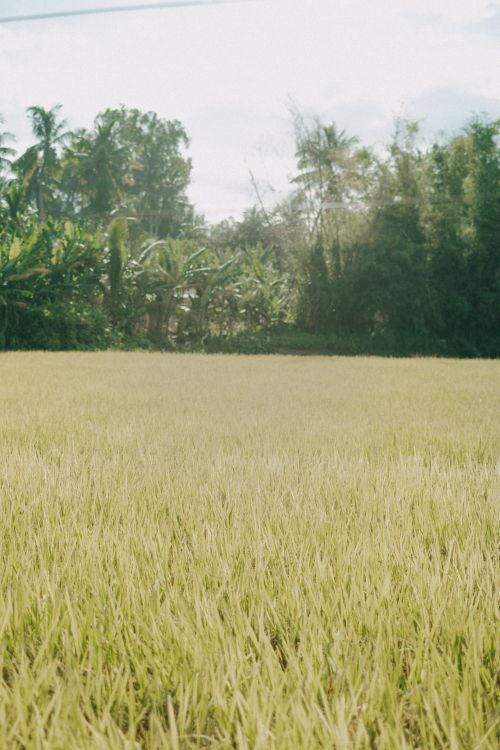 Free Lush green rice field bordered by dense tropical forest under a bright sky. Stock Photo