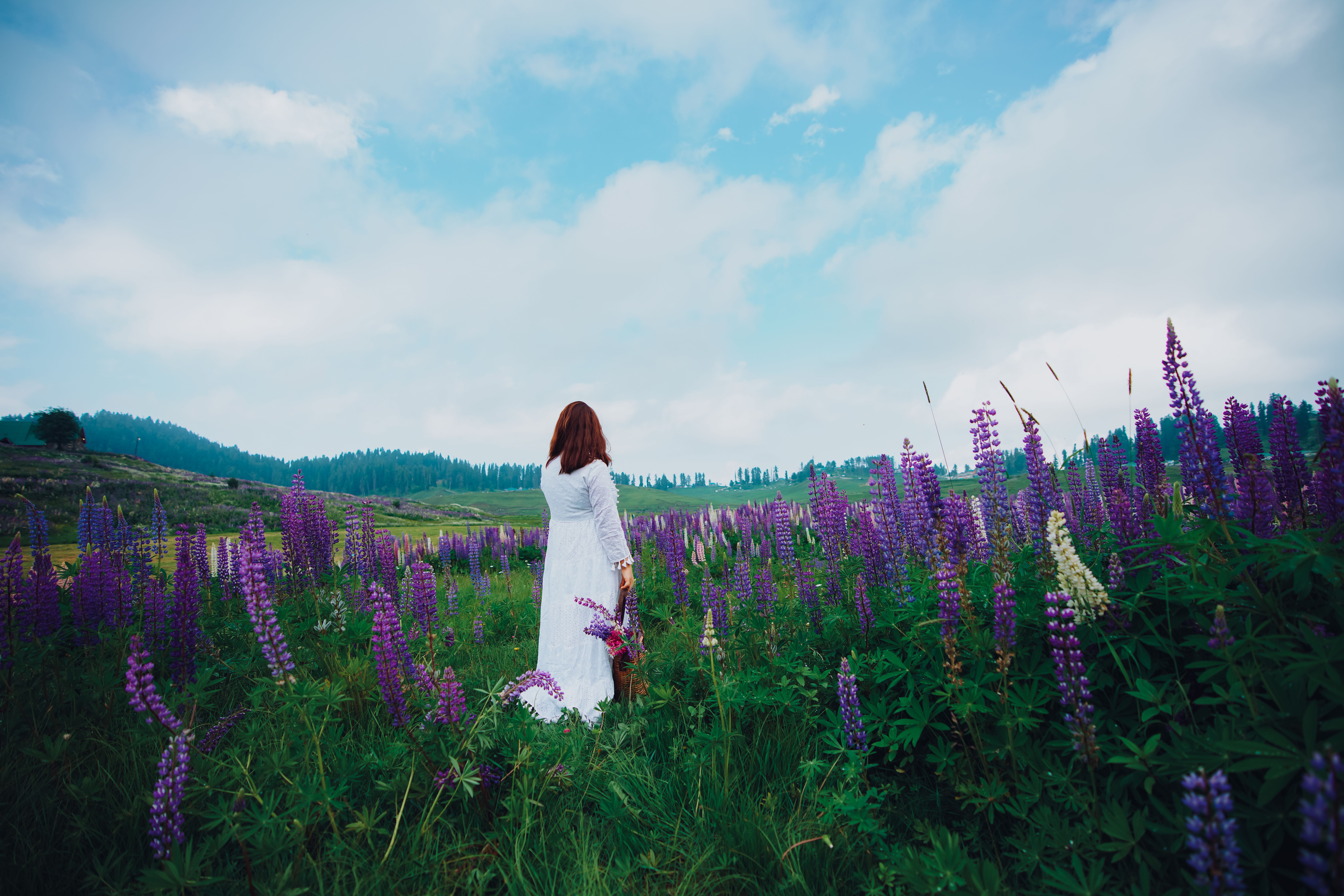 Back View of a Woman in a White Dress Standing on a Meadow with Lupines ...