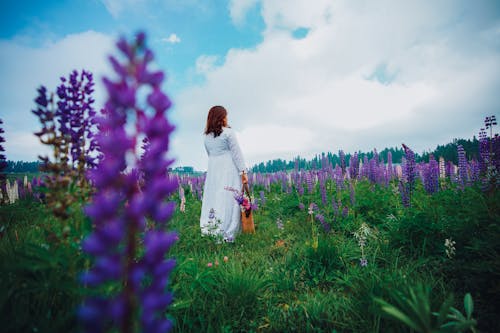 Imagine de stoc gratuită din câmp, femeie, floră