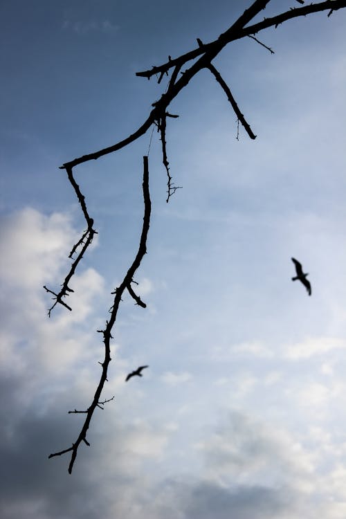 Foto d'estoc gratuïta de 2020 fons de pantalla, clar cel blau, corda fluixa