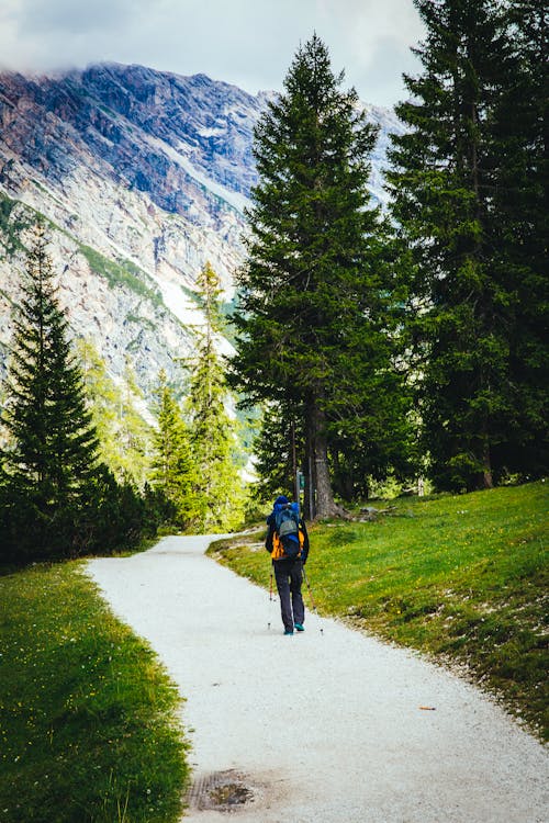 Free stock photo of adventure, conifers, fir trees