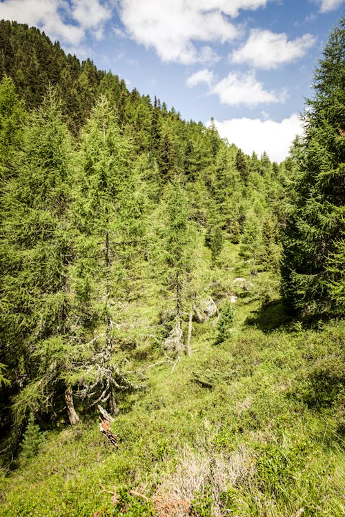 Gratuit Imagine de stoc gratuită din arbori, arbori veșnic verzi, brazi Fotografie de stoc