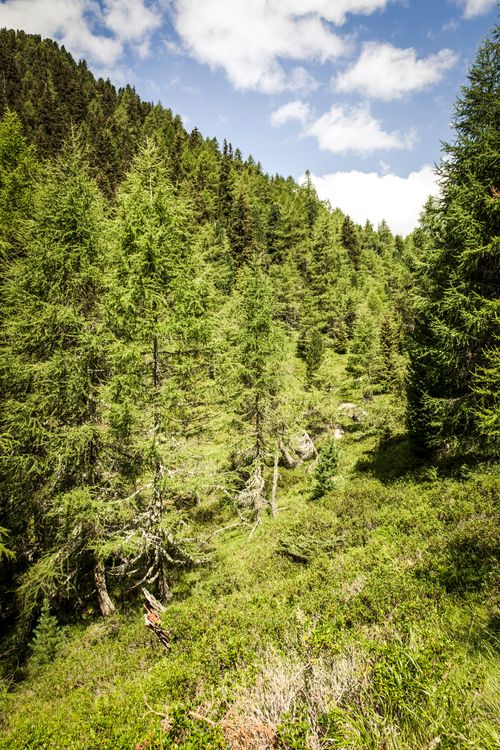 Free Breathtaking view of a lush alpine forest in Terento, Italy, under a clear sky. Stock Photo