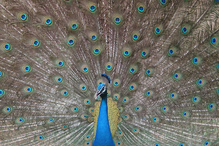 Portrait Of A Peacock With A Fanned Out Tail