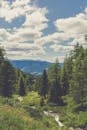 Green Pine Trees Under Blue Sky and White Clouds