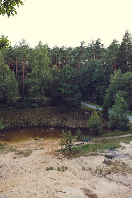 Immagine gratuita di alberi, ambiente, boschi