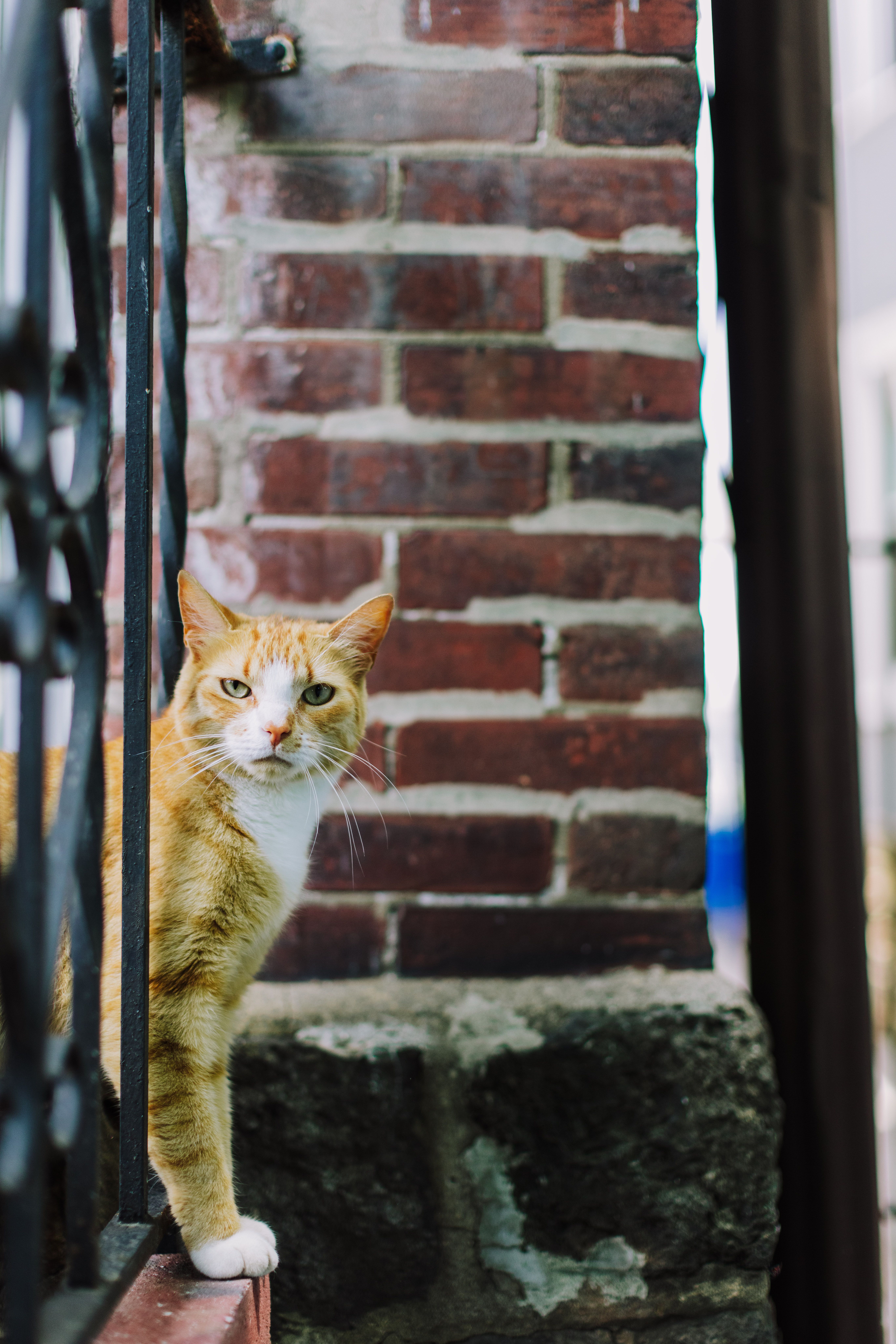 Portrait of a Brown Tabby Cat Standing in front of a Brick Wall · Free ...