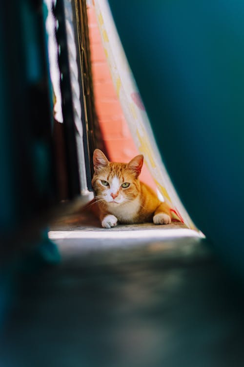 Free Cat Lying Down Stock Photo