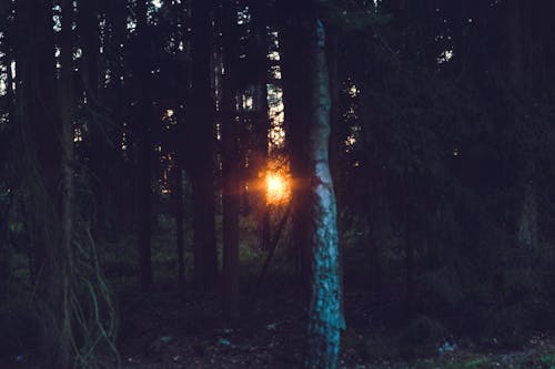 Sun Rays Coming Through Trees