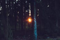 温暖的日落光芒洒在宁静的森林中，营造出风景优美而宁静的氛围