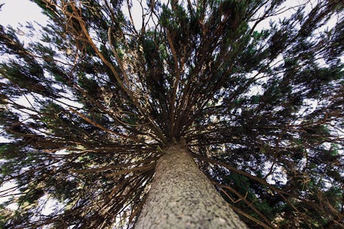 Free Low Angle Photography of Green Tree Stock Photo