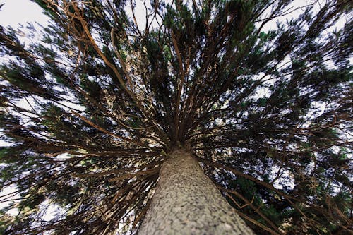 Low Angle Photography of Green Tree