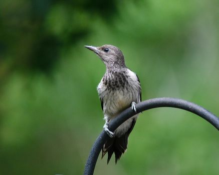  Olive-backed Oriole Perched on a Metal Fence