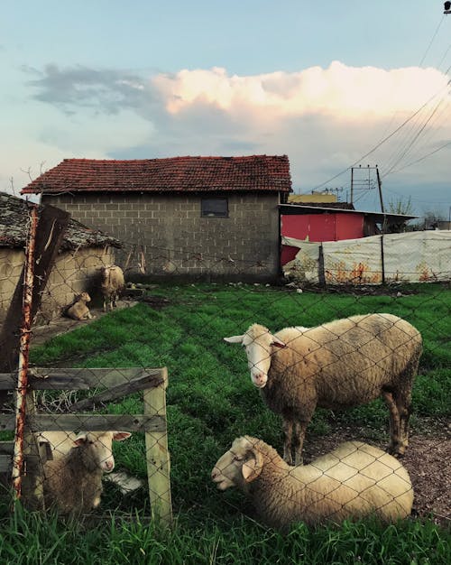 Foto stok gratis binatang, Desa, domba
