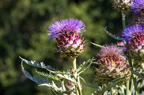 Close-Up Photo of Blue Cardoon Thistle Flowers