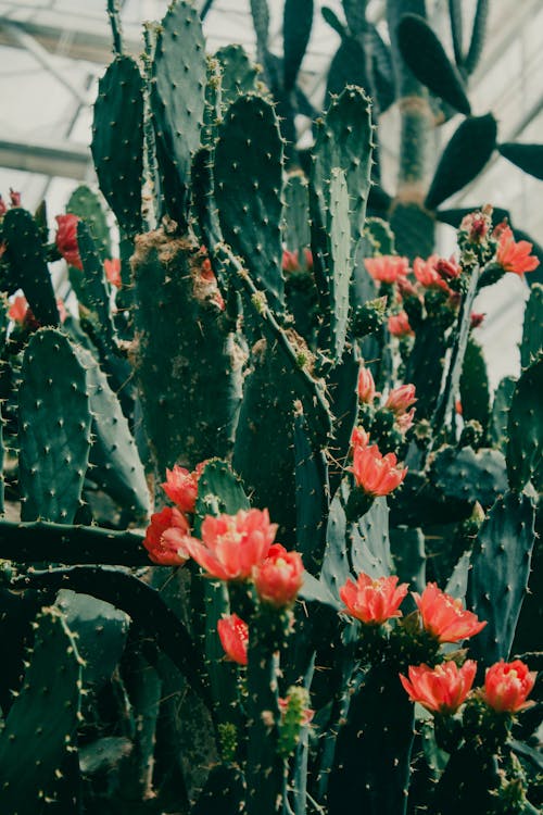Cacti with Flowers
