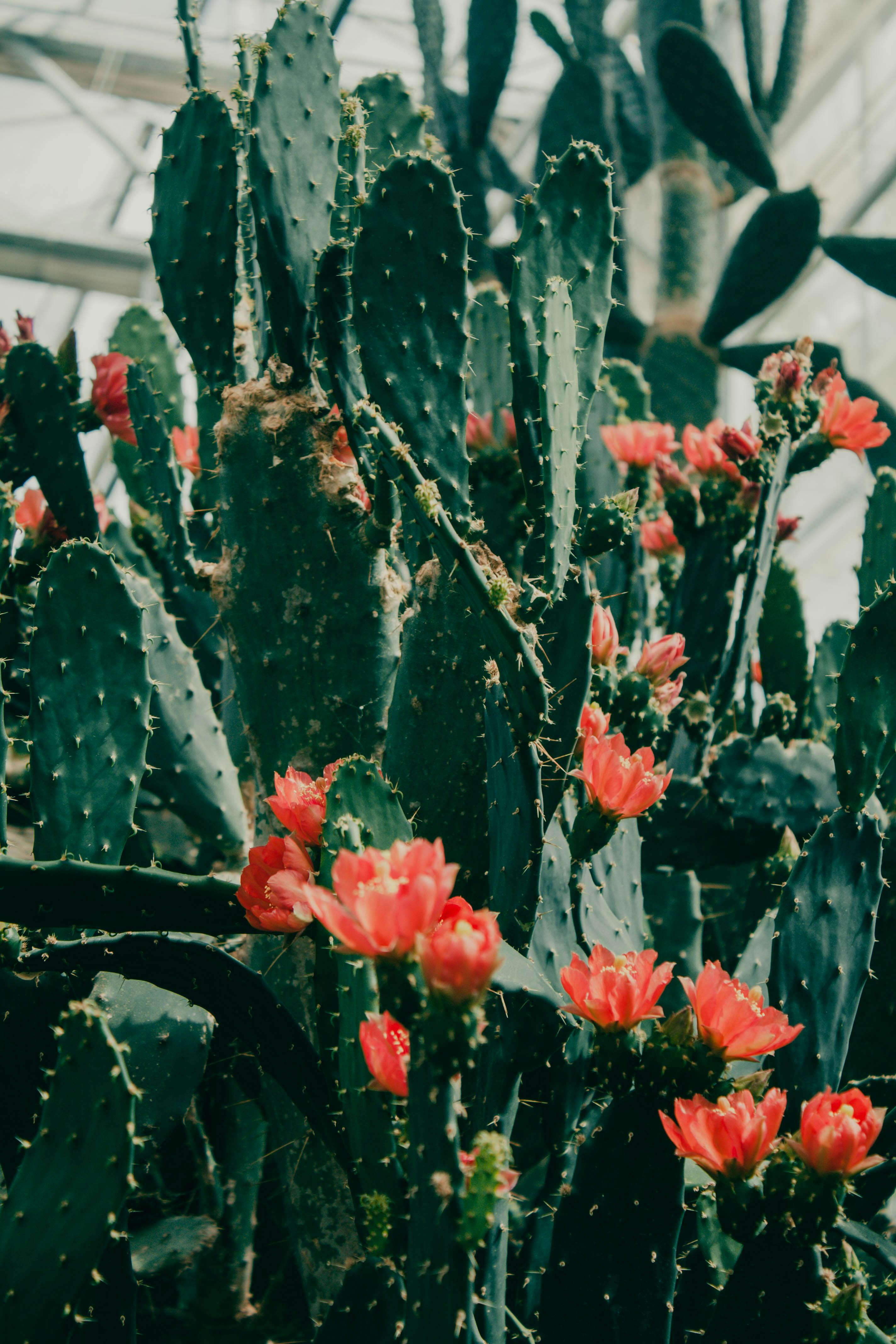 Choice of Potted Cacti · Free Stock Photo