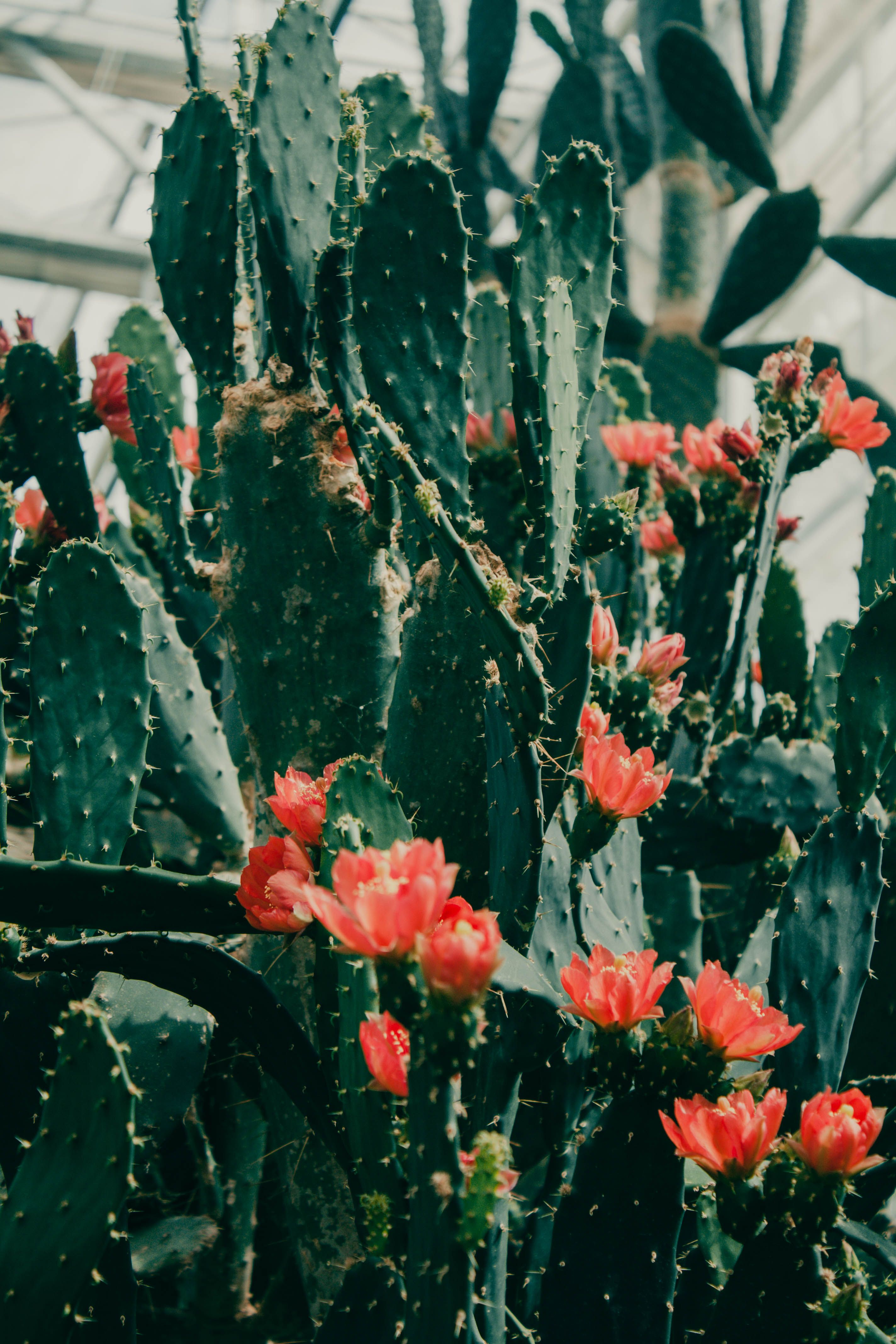 free-photo-of-cacti-with-flowers.jpeg