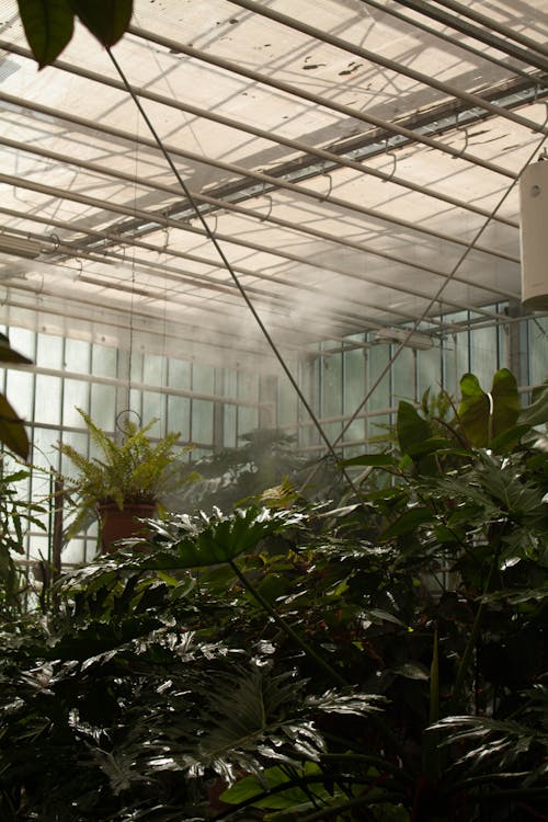 Plants Growing Greenhouse