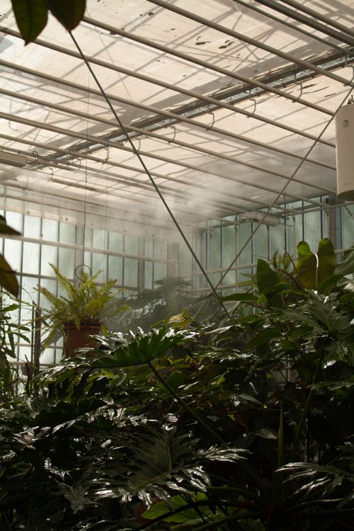 Free A mist-filled greenhouse showcasing vibrant tropical foliage under natural light. Stock Photo