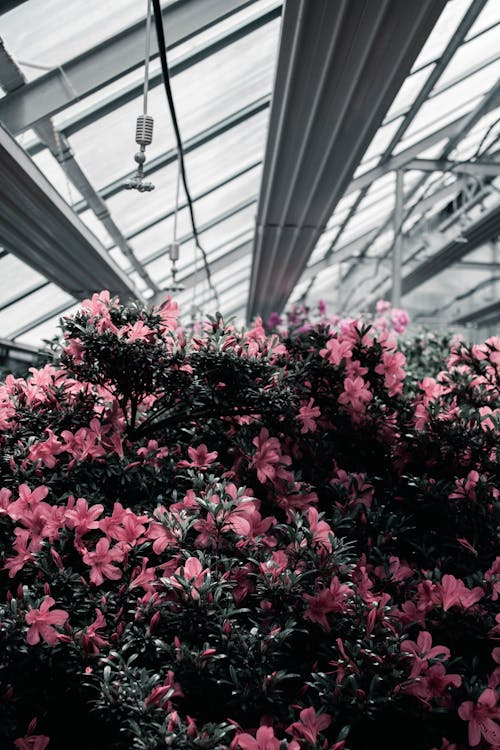 Foto stok gratis azalea, bunga-bunga merah muda, kebun