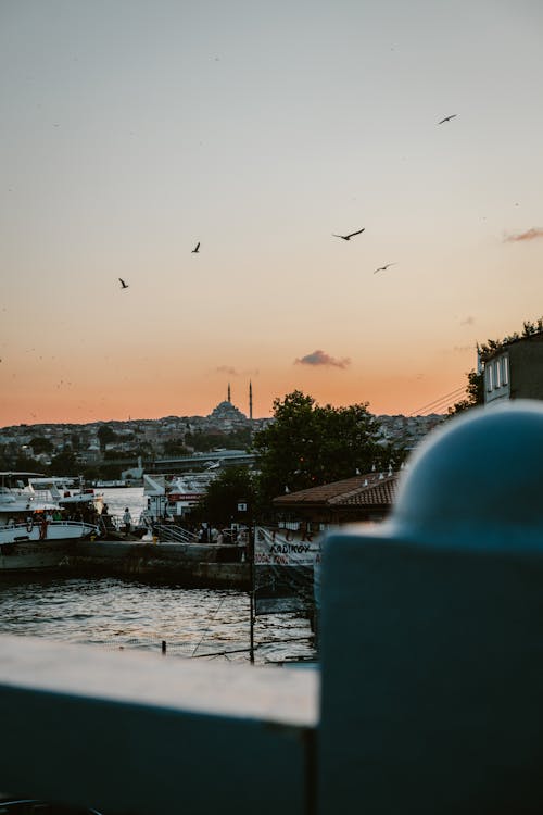 Kostnadsfri bild av fåglar, gryning, hamn