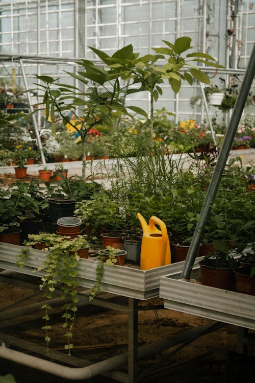 Potted Plants in Greenhouse