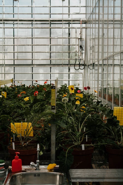 Potted Plants in Conservatory