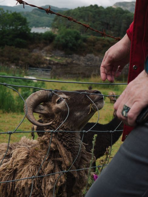 A man feeds a sheep through a fence in a lush countryside pasture during summer.