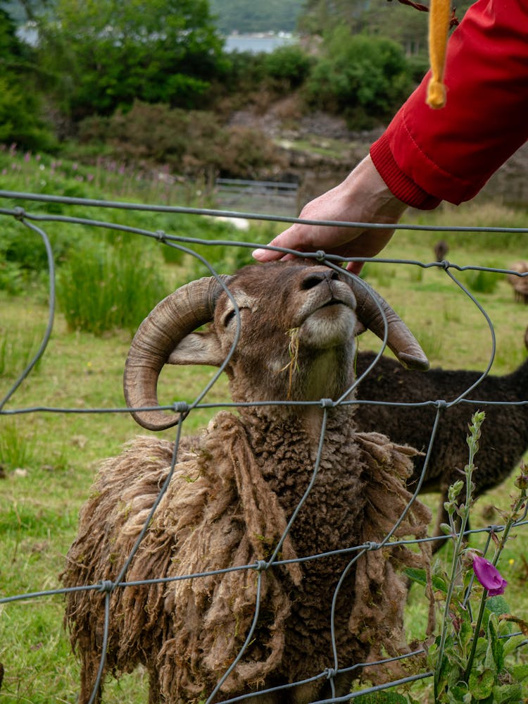 Person Petting Sheep