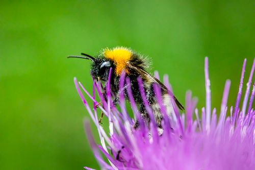Free Close-up of a bumblebee collecting nectar from a vibrant thistle flower in the garden. Stock Photo