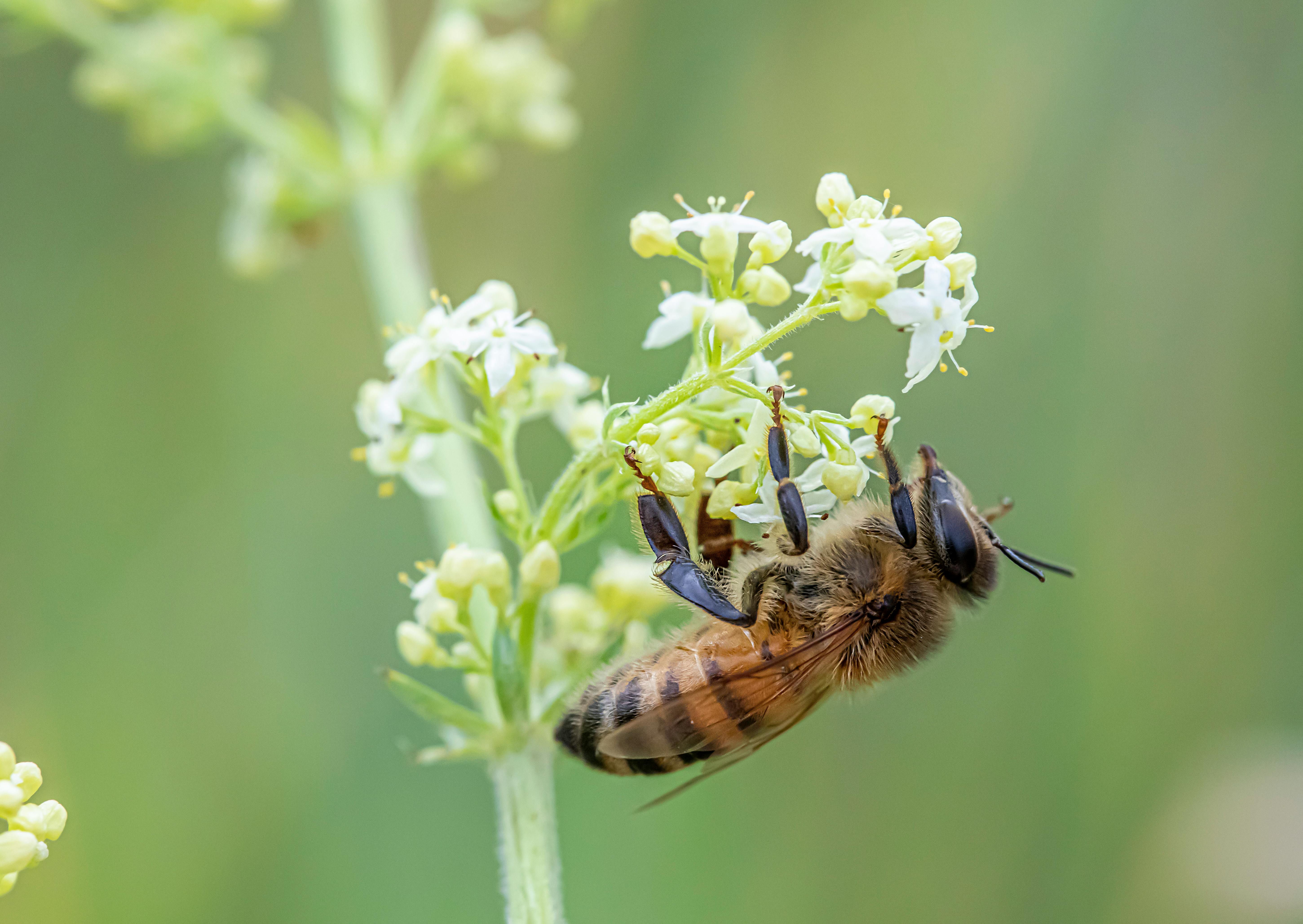 a bee is on a flower with white flowers