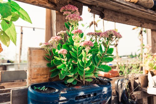 Kostenloses Stock Foto zu blätter, blumen, fokus