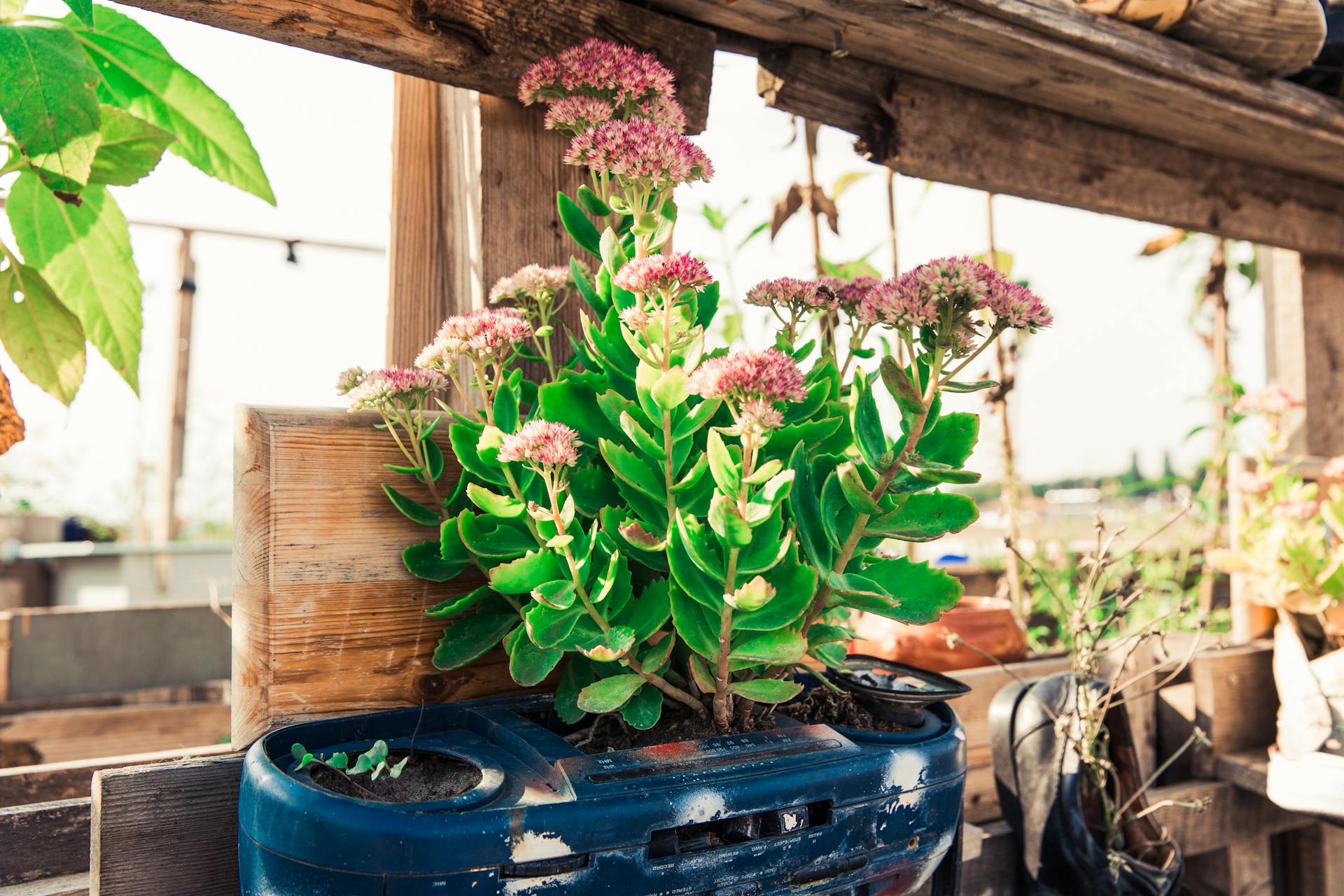 Close-up of a succulent plant in a unique upcycled pot, flourishing in an urban Berlin garden.