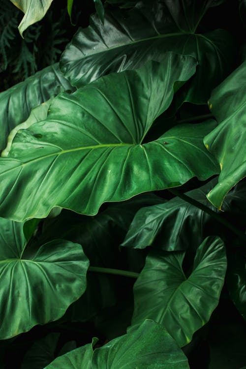 Large Green Leaves of the Elephant Ear Plant