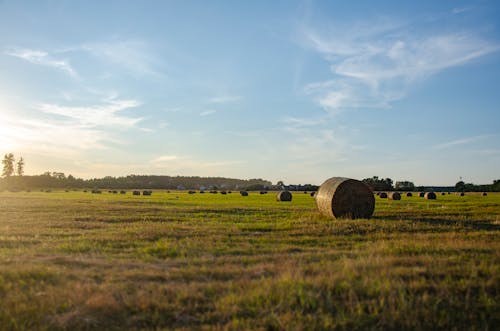 Photo of Hay Bales on a Field