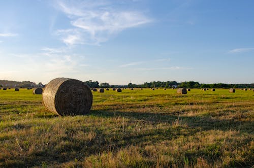 Foto stok gratis agrikultura, bal, bidang