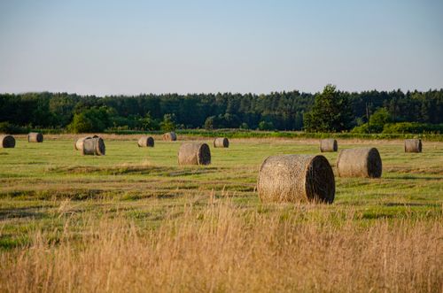 Free Scenic view of hay bales on a rural field under a clear blue sky. Stock Photo