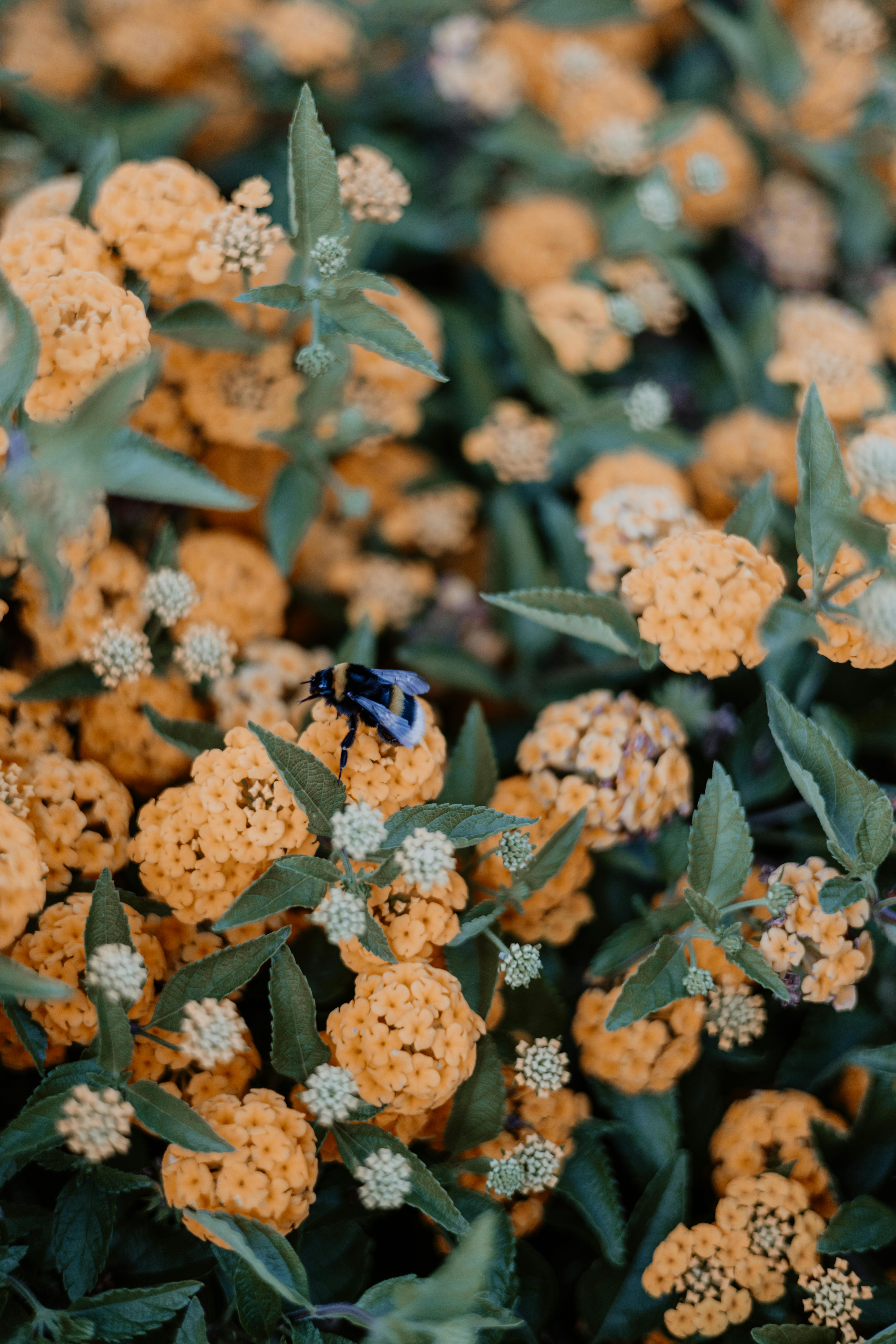 Close-up of a bumblebee on vivid orange lantana flowers in Ostuni, Italy.