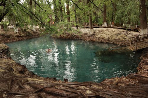 Darmowe zdjęcie z galerii z basen, czas wolny, dżungla