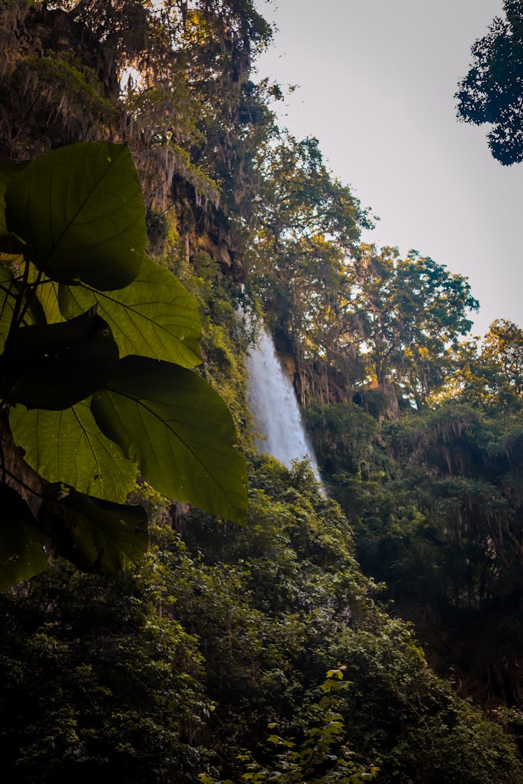 View Of The Tamul Waterfall Between The Bushes, San Luis Potosi, Mexico 