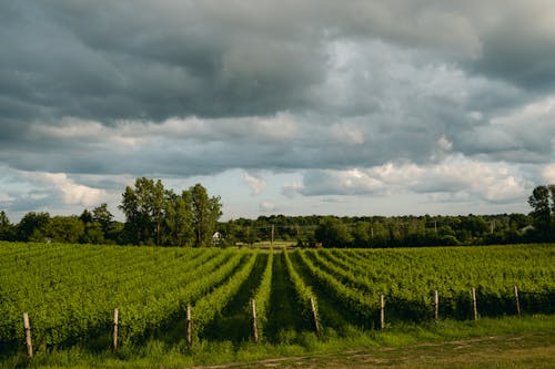 Green Vineyard in Countryside