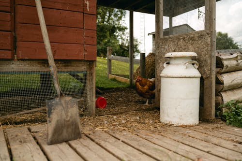 Hen in the Henhouse