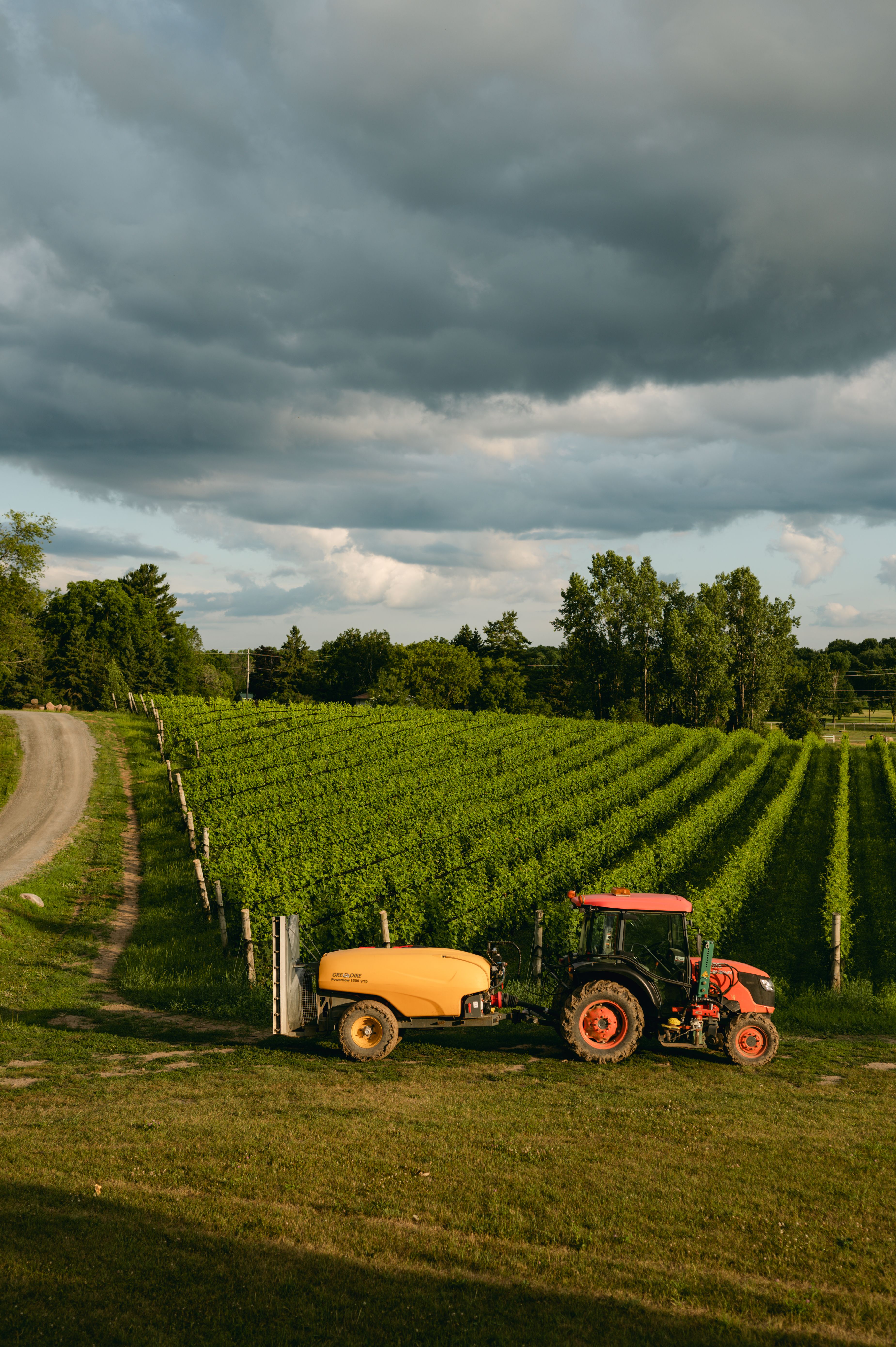 A tractor working on a vineyard with lush green vines and a dramatic cloudy sky.