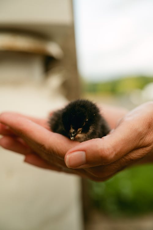 Free Holding a Little Black Chick Stock Photo