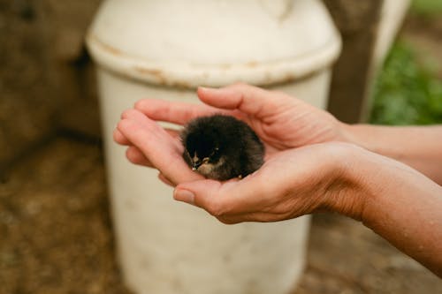 Close-up of a Person Holding a Chick in Hands 